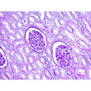 PAS Stain Kit, (Modified Lillie's), Volume Optimized