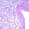 PAS Stain Kit (Diastase), Volume Optimized