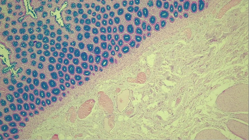 Alcian Blue (pH 2.5) Stain Bundle (16oz)