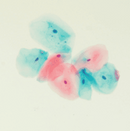 Rankin Gills 1 Hematoxylin consumables in a gallon bottle, used for histology staining and laboratory sample preparation.