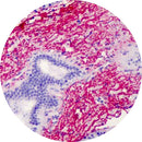 Rankin Elastin control slides for consumables, featuring unstained and stained samples for microscopy analysis.