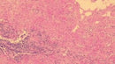 Rankin Gills 2 Hematoxylin consumables in a 16 oz bottle, used for histology staining and laboratory applications.
