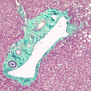 Rankin Gomori Trichrome Stain consumables in 16 oz bottle, used for histology and tissue staining.