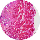 Rankin H&E human bladder control slides, unstained and stained consumables for laboratory histology analysis.