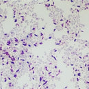 Rankin AFB Carbol Fuchsin Kinyoun stain in an 8oz bottle, used as a consumable in microbiology laboratories.
