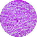 Rankin brain control slides, consumables, with unstained and stained sections for laboratory microscopy analysis.