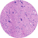 Rankin cerebellum control slides, consumables, featuring unstained and stained tissue samples for microscopic analysis.