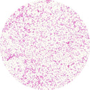 Rankin H&E human adipose control slides, consumables for histology, showing unstained and stained tissue sections.