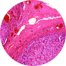 Human adrenal gland control slides for histology, H&E stained and unstained, by Rankin consumables, used for laboratory analysis.