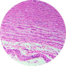 Rankin human aorta control slides with H&E stain, including unstained and stained samples for histology testing.