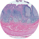 Rankin Control Slides H&E stain for human appendix, consumable histology slides with unstained and stained sections.