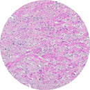 Rankin H&E control slides showing human artery tissue for histology, with unstained and stained sections.
