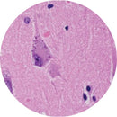 Rankin H&E human brain control slides, stained and unstained consumables for microscopy analysis, with detailed tissue visualization.