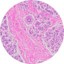 Rankin H&E human breast control slides for consumables, showing unstained and stained tissue samples on glass slides.