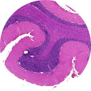 Rankin human cerebellum control slides for histology, H&E stained and unstained consumables for laboratory use.