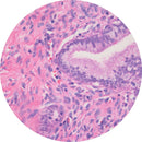 Rankin H&E control slides featuring unstained and stained human cervix tissue for laboratory testing and histology analysis.