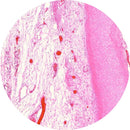 Rankin human elastic cartilage control slides with H&E staining, showing unstained and stained sections for histology analysis.