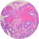 Rankin human esophagus control slides, H&E stained and unstained consumables for pathology and research purposes.