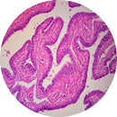 Rankin H&E control slides showing stained and unstained human fallopian tube tissue samples for laboratory use.