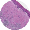 Rankin H&E control slides showing human foreskin tissue samples, including unstained and stained slides for histology analysis.
