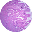Rankin human gall bladder control slides with H&E staining, showing unstained and stained tissue samples for histology analysis.