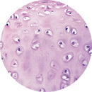 Rankin H&E control slides showing unstained and stained human hyaline cartilage for histology analysis.