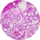 Rankin human kidney control slides for histology, featuring unstained and H&E stained samples for laboratory use.
