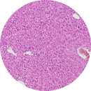 Rankin human liver control slides for histology, featuring unstained and H&E stained slides used as consumables in laboratory testing.