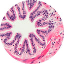 Rankin human lung control slides with H&E staining, used for histology and pathology consumables.