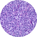 Rankin H&E control slides for human lymph nodes, unstained and stained consumables for histology and pathology analysis.