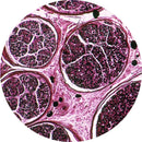Rankin H&E stained control slides showing human medullated nerve tissue for histology consumables.