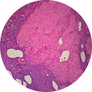 Rankin human ovary control slides for histology, stained and unstained H&E consumables for laboratory analysis.