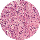 Rankin H&E control slides featuring unstained and stained human pancreas tissue for histology and laboratory analysis.