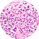 Rankin H&E control slides showing unstained and stained samples of human pineal gland tissue for laboratory analysis.