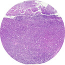 Rankin Control Slides for Human Pituitary, H&E stained and unstained consumables for histology and laboratory use.
