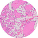Rankin H&E human placenta control slides, unstained and stained consumables for histology and microscopy analysis.