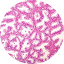 Rankin H&E control slides featuring unstained and stained human prostate tissue for diagnostic and educational use.