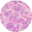 Rankin human salivary gland control slides with unstained and H&E stained sections for histology and laboratory testing.