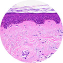 Rankin Control Slides H&E stain with human skin samples, including unstained and stained slides for laboratory testing.