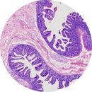 Rankin control slides of human small intestine duodenum tissue stained with H&E for histology analysis.