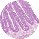 Control slides for human small intestine ileum, H&E stained and unstained, from Rankin consumables for histology analysis.