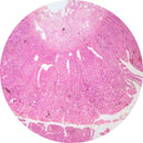 Control slides of human small intestine jejunum tissue stained with H&E, used for histology, by Rankin.