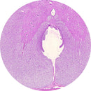 Rankin H&E control slides showing unstained and stained human spinal cord tissue for histology and laboratory analysis.