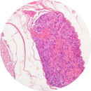 Rankin Control Slides H&E stain showing human spinal ganglion tissue, used as consumable slides for histology analysis.