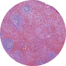 Rankin H&E human spleen control slides for laboratory consumables, featuring unstained and stained tissue sections.