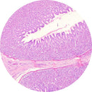 Rankin human stomach control slides for histology, H&E stained and unstained, used in laboratory consumables for tissue examination.