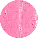 Rankin H&E control slides showing human tendon tissue, with unstained and stained sections for histology analysis.