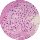 Rankin human testis control slides with H&E staining, used as consumable laboratory slides for histology testing.