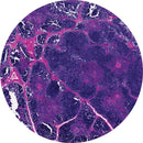Rankin human thymus control slides with H&E staining, used for histology consumables, showing unstained and stained tissue sections.