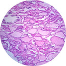 Rankin human thyroid control slides for histology, including unstained and H&E stained consumables for laboratory use.
